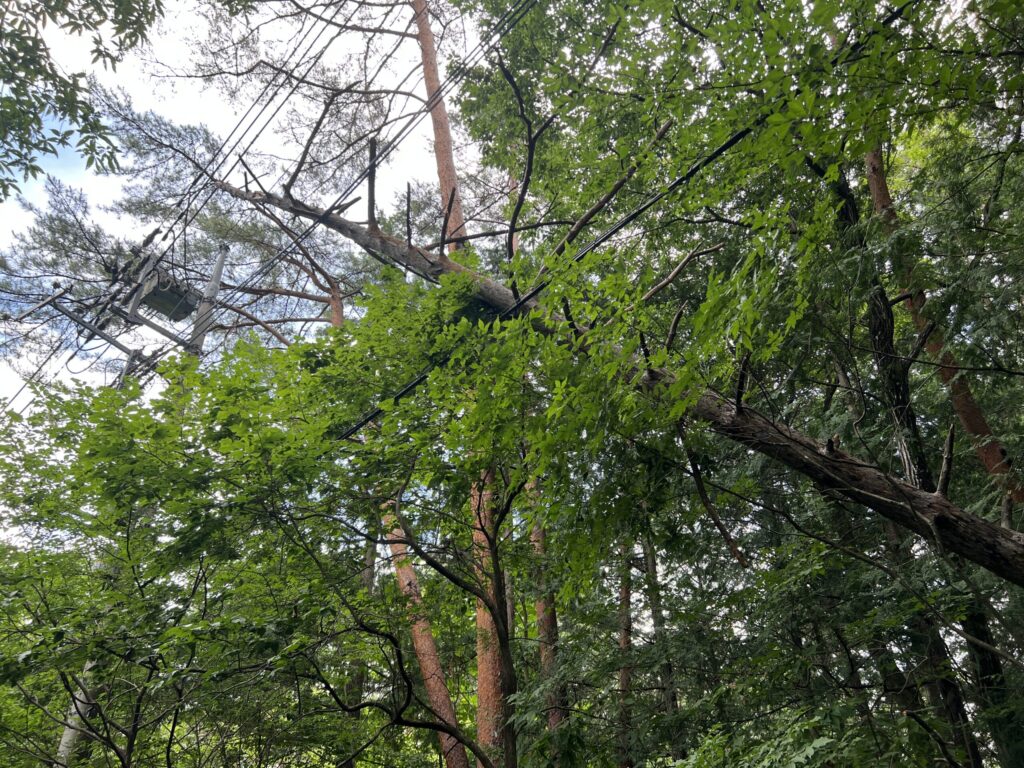 電線に寄りかかるように木が倒れている