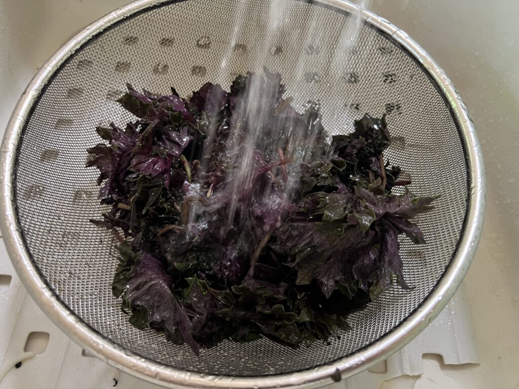 赤紫蘇はしっかり洗う