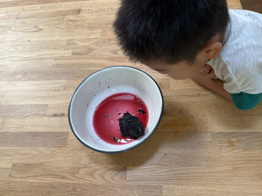 紫蘇に梅酢を加えると鮮やかなピンク色に