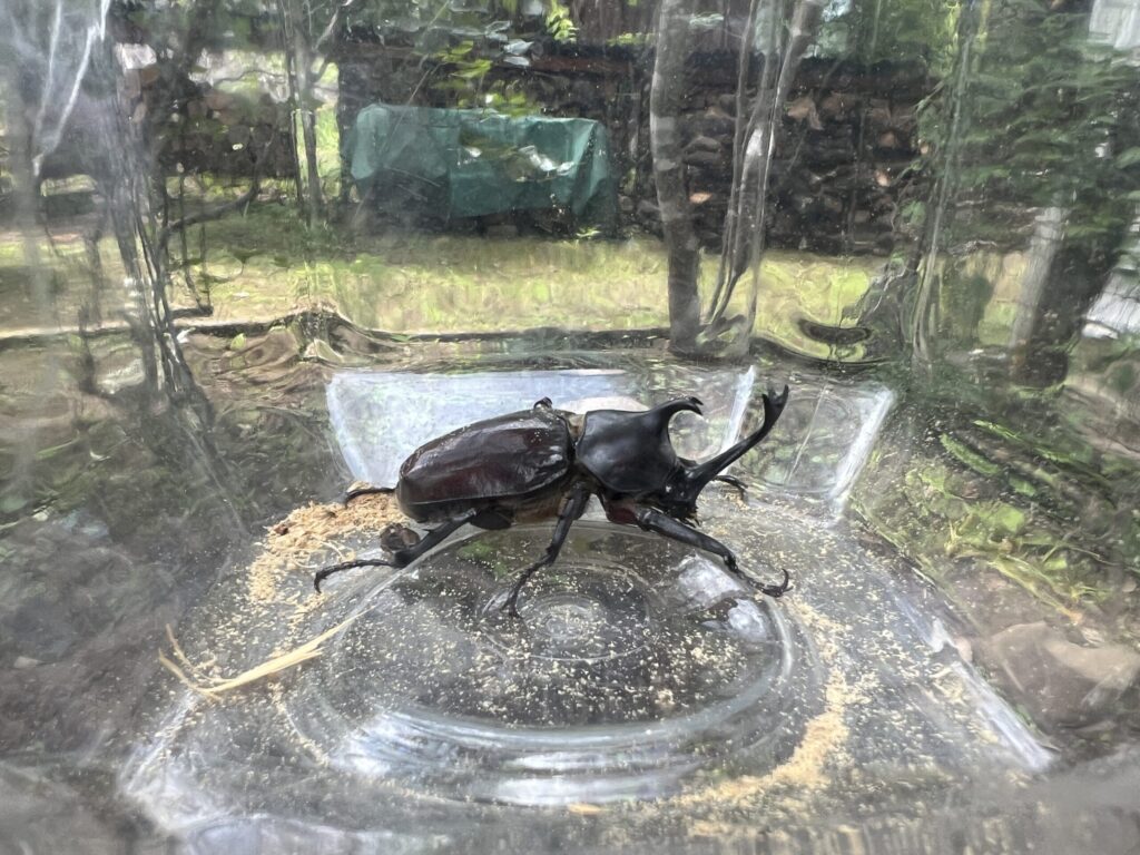 ひとまず手近なケースに確保したカブトムシ