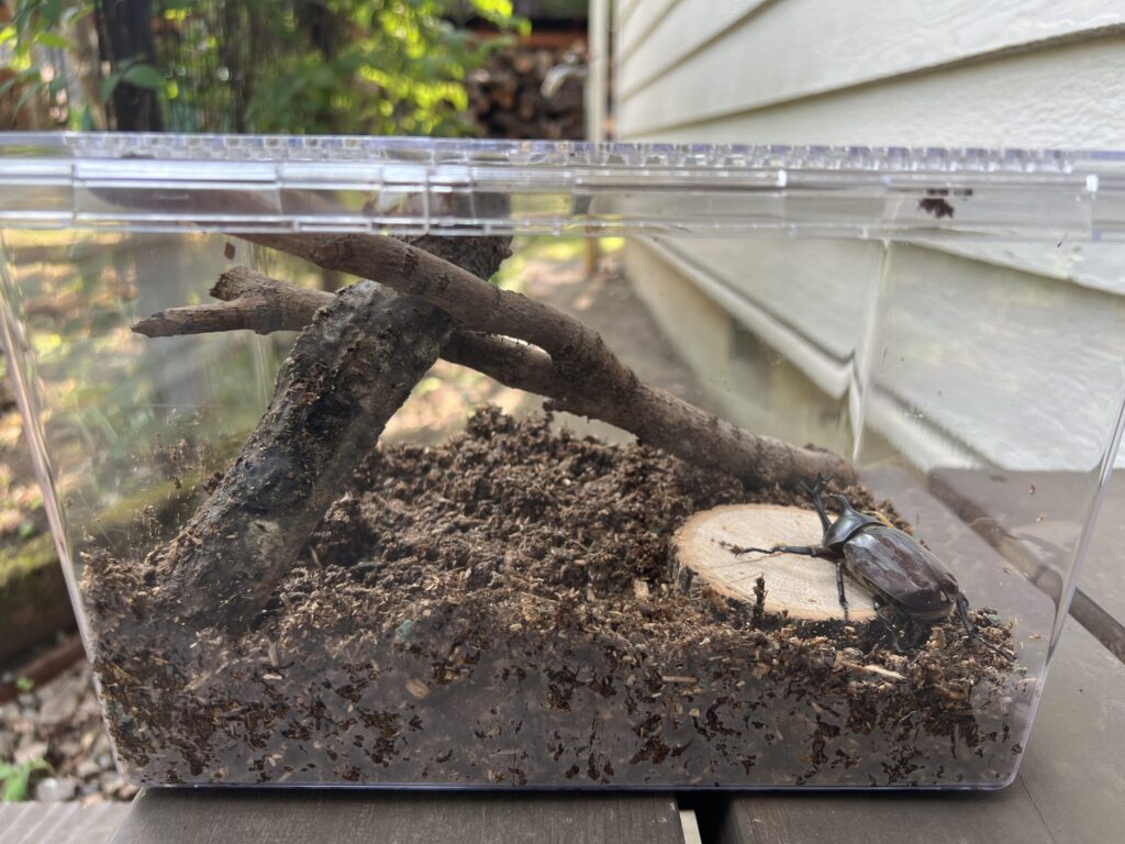 カブトムシの飼育ケース